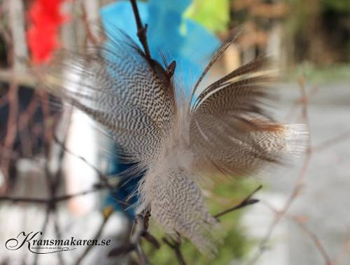 Fjäderblomma / fjädrar, spräcklig. 6st