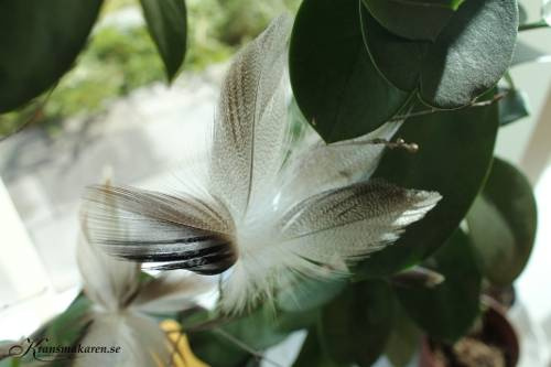 Fjäderblomma / fjädrar, spräcklig. 12st