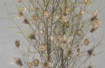 Fjädrar, Brunrandig. 12 st