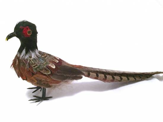 fasan för dekoration