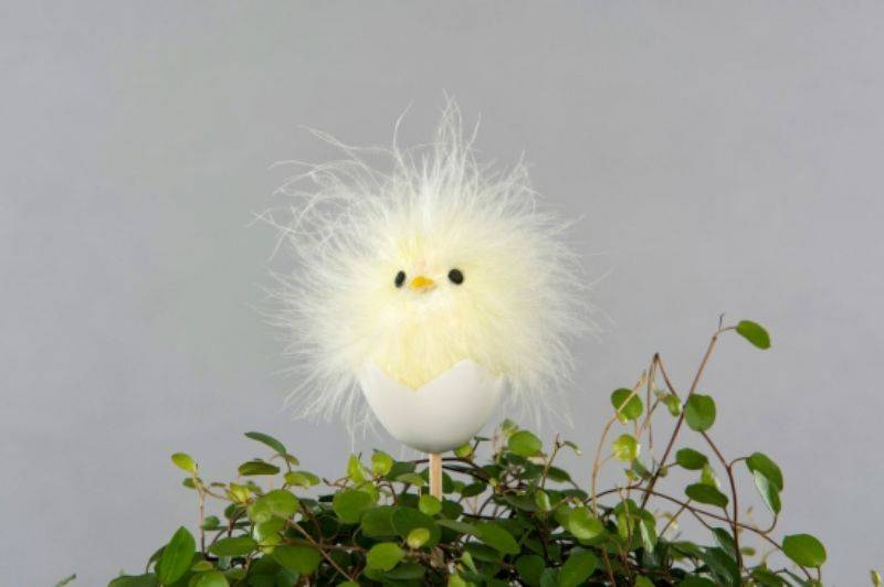 påskkyckling i ägg