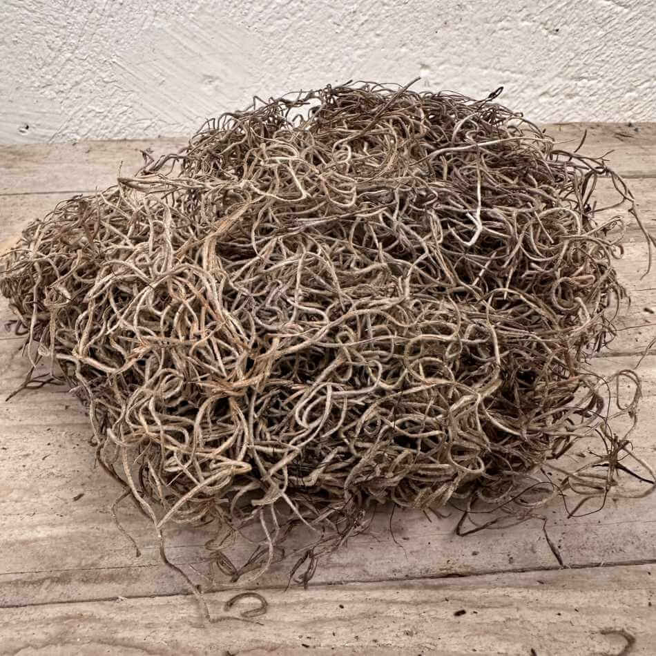 Tillandsia, konserverad. 50g