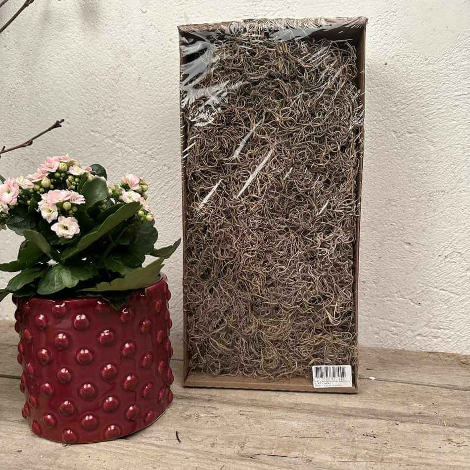 Tillandsia, konserverad. 50g