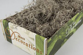 konserverad tillandsia till blomsterarrangemang Tillandsia konserverad