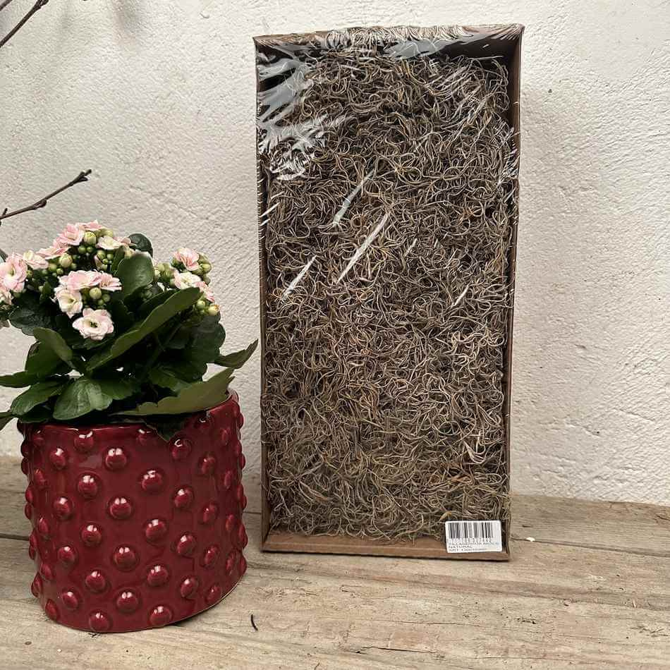 Tillandsia, konserverad. ca 350g