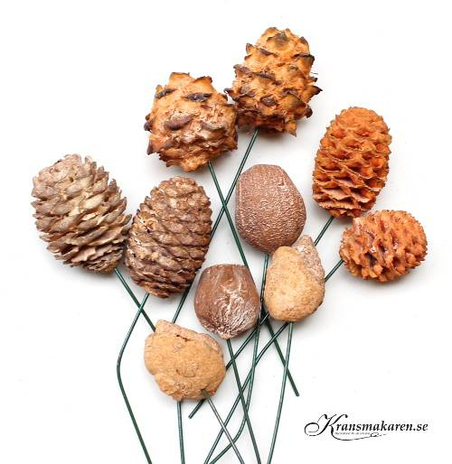 Frökapslar / kottar, mix, 10 st, Orangeaktiga nyanser