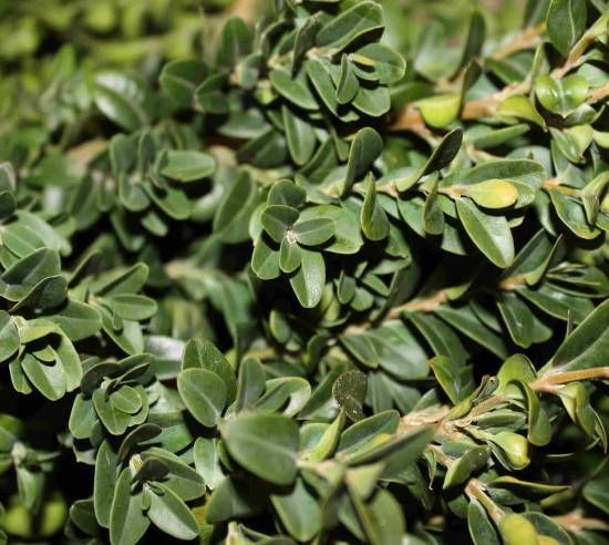 Buxbom, färsk ( pris per kg )