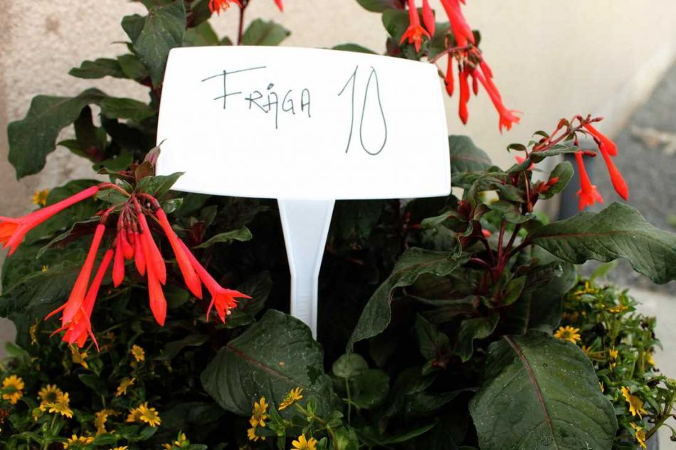 Skyltar, vita. ca 50 cm. (  6 st )