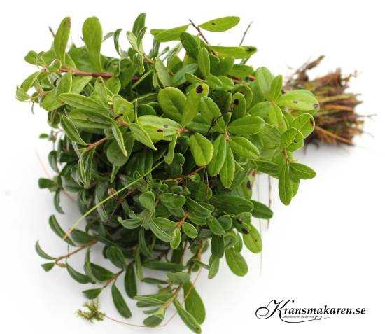 Lingonris, 50g