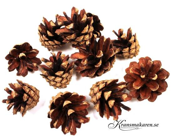 Kottar / Tallkottar ca 10 st