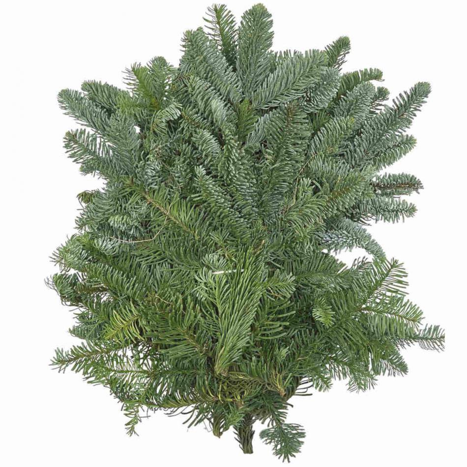 Nobilisris - dekorationsris