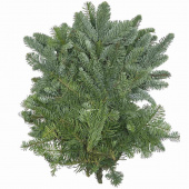 Nobilisris - dekorationsris Nobilisris - dekorationsris