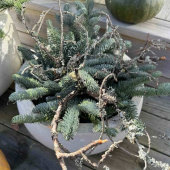 Nobilisris - dekorationsris Nobilisris - dekorationsris