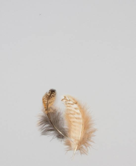 Fjädrar brunaktiga 10 gr