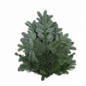 Ädelris för marktäckning på grav Ädelris för marktäckning på grav