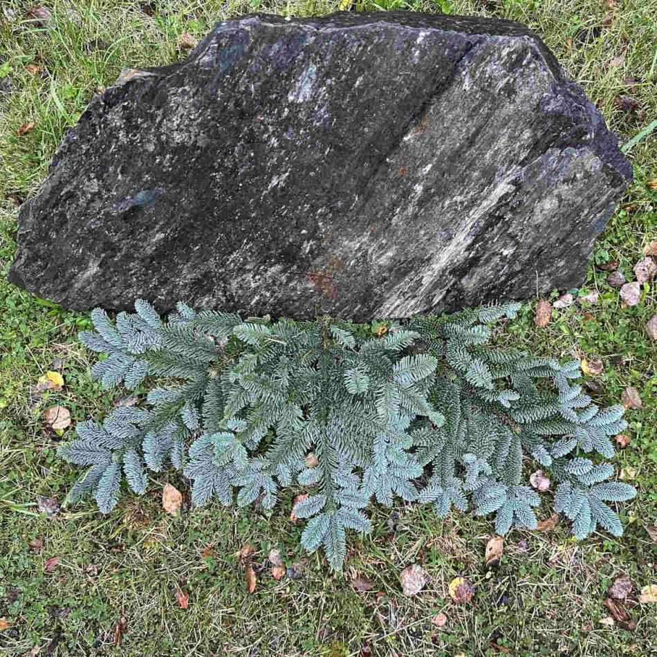 Ädelris för marktäckning på grav