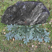 Ädelris för marktäckning på grav Ädelris för marktäckning på grav