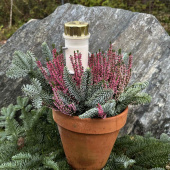 Ädelris för marktäckning på grav Ädelris för marktäckning på grav