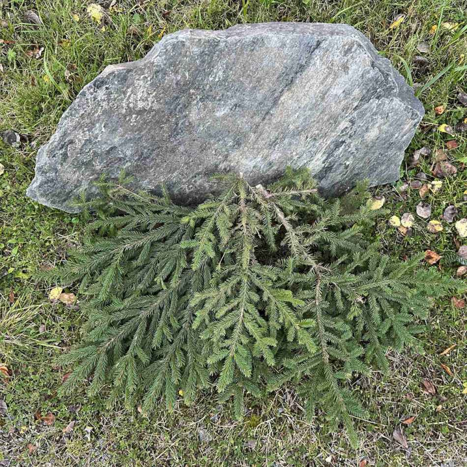 Granris för marktäckning