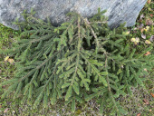 Granris för marktäckning Granris för marktäckning