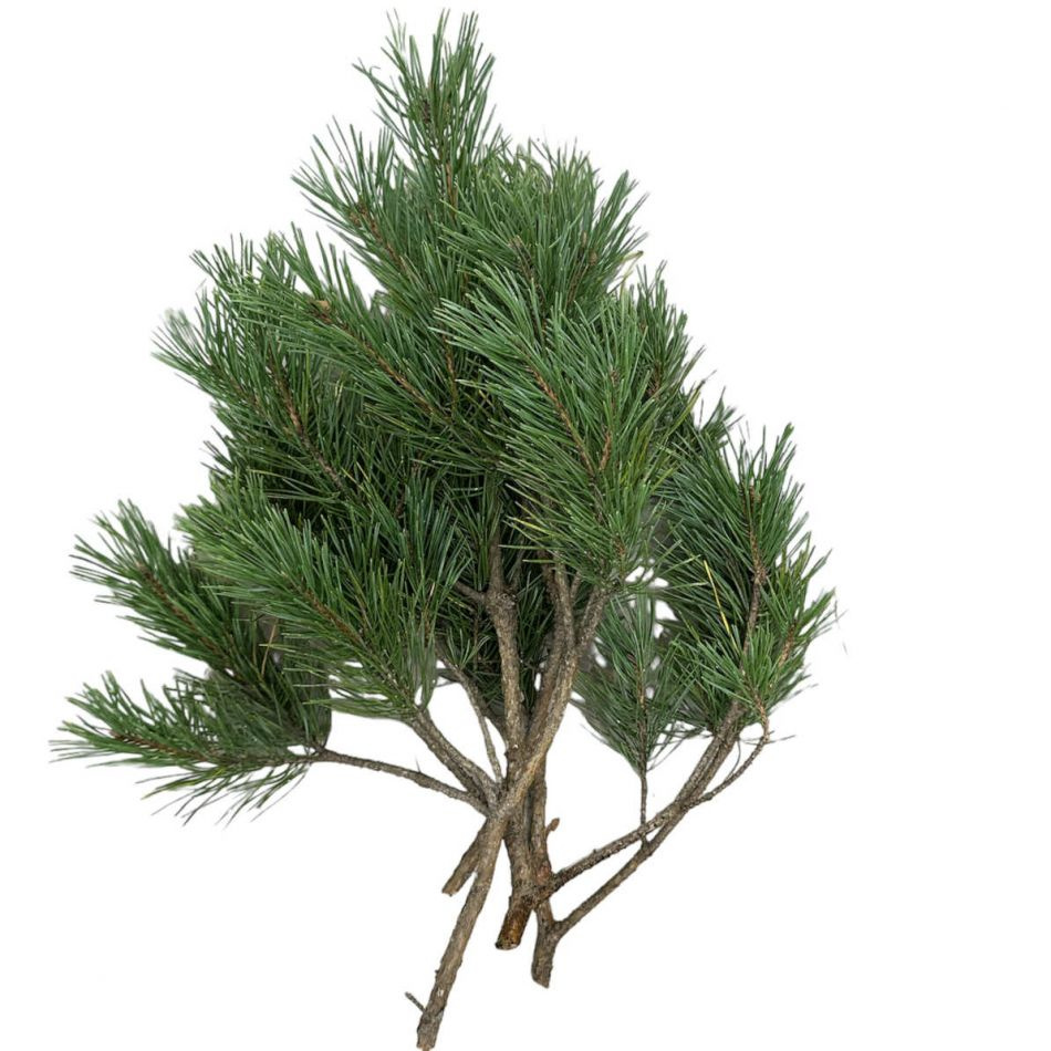 Tallris för dekoration