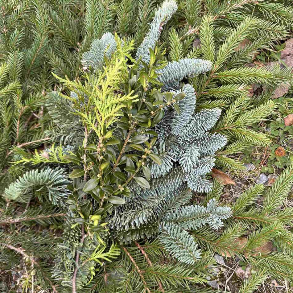 Bukett - Ädelris, buxbom och thuja