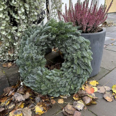 Krans i Nobilis, ca 39 cm - Ris på alla sidor Krans i Nobilis, ca 39 cm - Ris på alla sidor