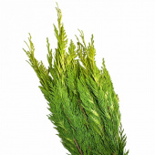 Gul cypress – dekorationsris ca500 g Gul cypress – dekorationsris ca500 g