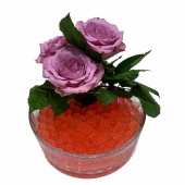 Vattenpärlor - röda Vattenpärlor - röda