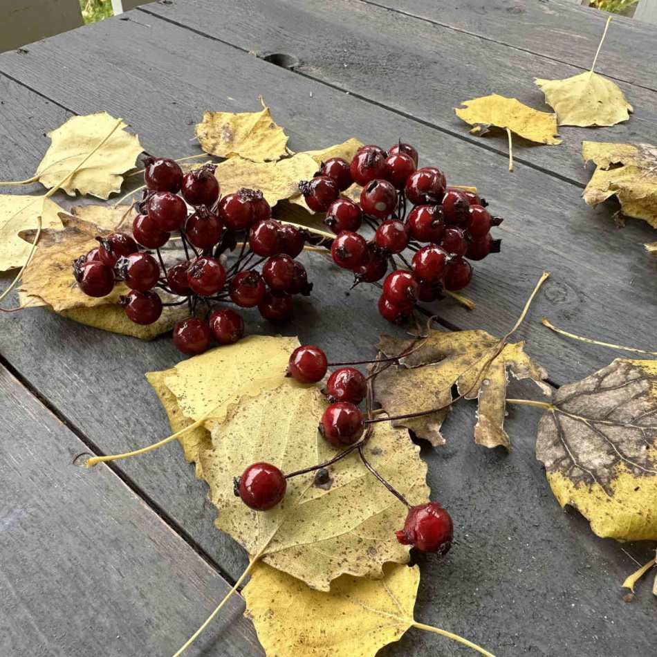 Röda bär, ca 24 st