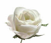 konstgjord vit ros