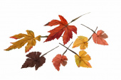 Löv i 3 färger. 12 st. ca 4 cm
