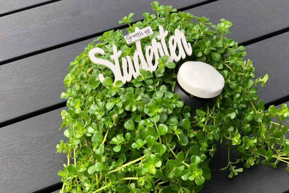 Grattis till studenten - skylt/stick. 8.5x4.5  