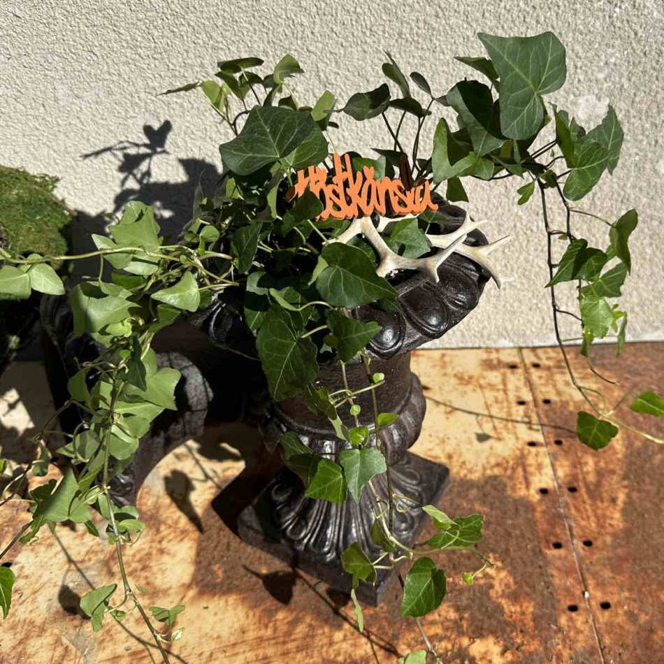 Höstkänsla Orange 9 cm