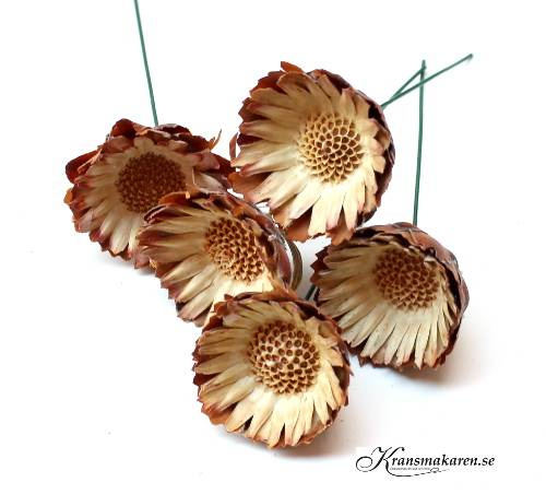 torkade blommor för dekoration 5 st