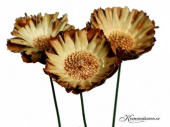 Protea, trådad blomma. 50st