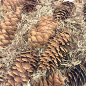 Hjärta med kottar och mossa ca 24 x 25 cm Hjärta med kottar och mossa ca 24 x 25 cm