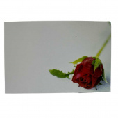 Blomsterkort med ros 50st