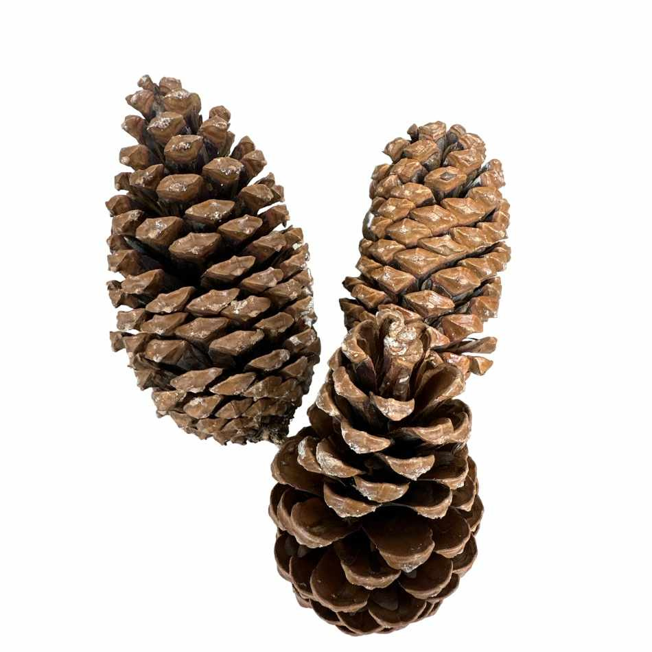 Kotte Maritima ca 10-14cm. Ca 100 st