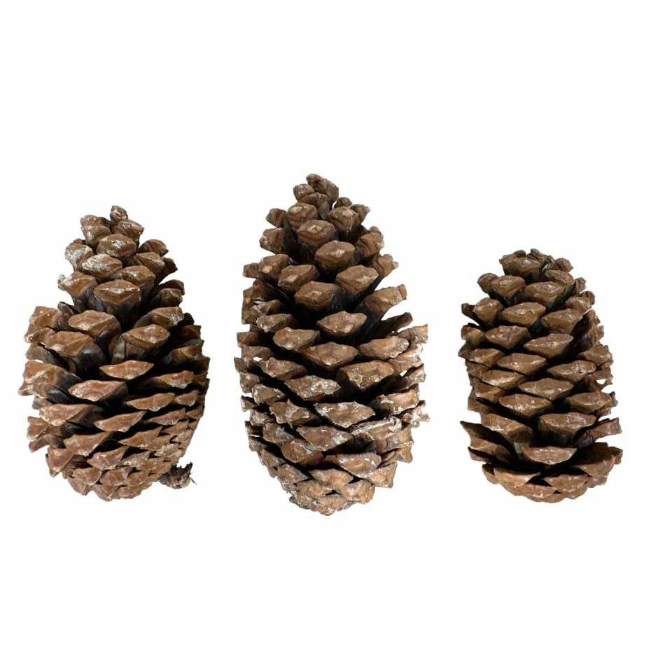 Kotte Maritima ca 10-14cm. Ca 100 st