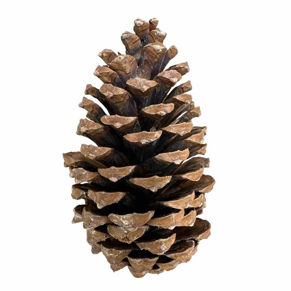 Kotte Maritima ca 10-14cm. Ca 100 st