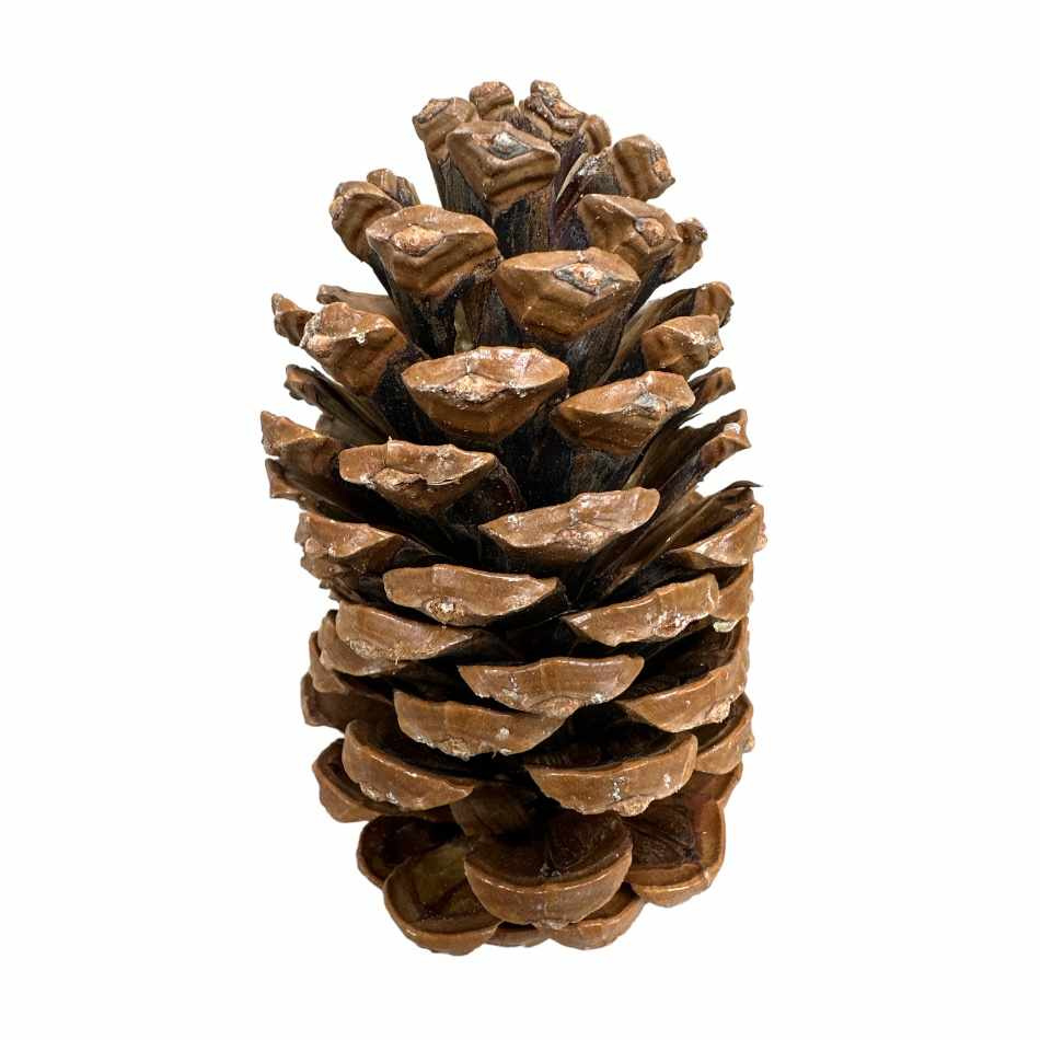 Kotte Maritima ca 10-14cm. Ca 100 st