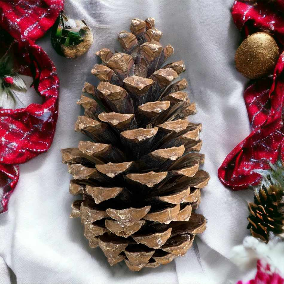 Kotte Maritima ca 10-14cm