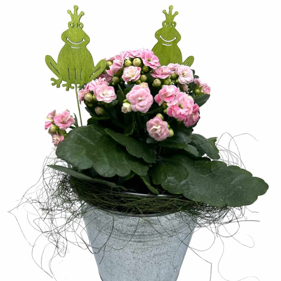 Grodor, gröna, 2st.