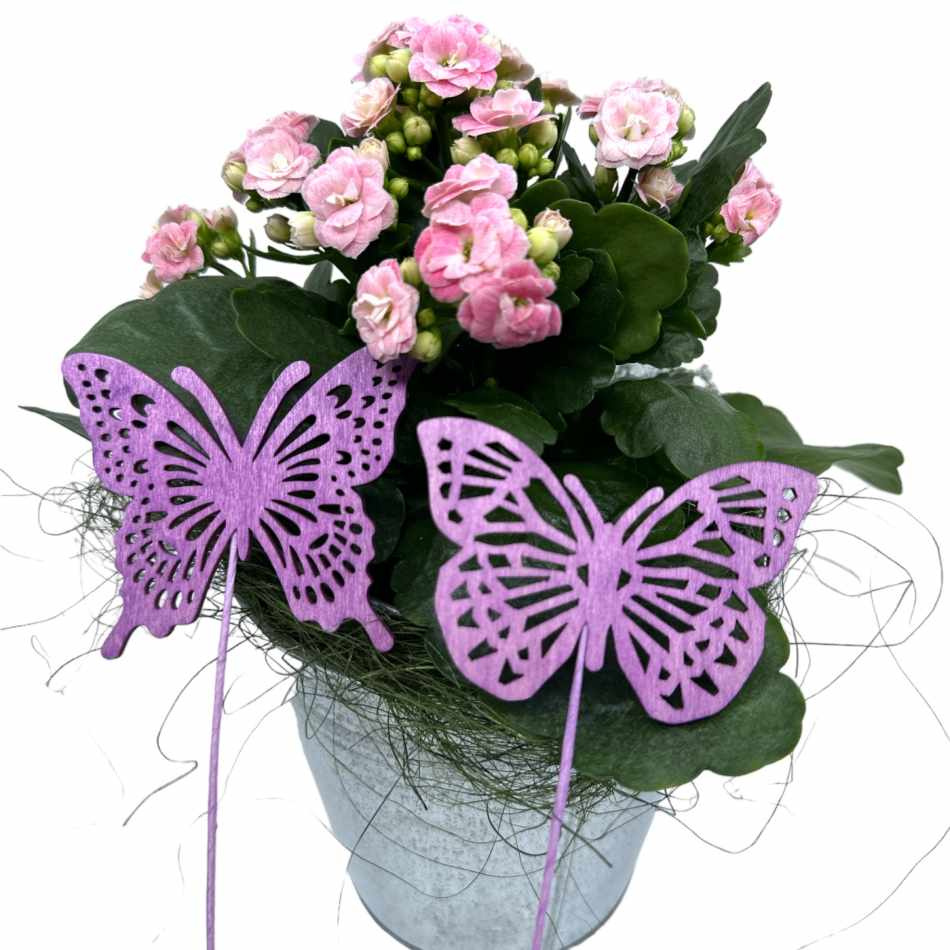 Fjärilar, lila. 2 st olika.