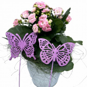 Fjärilar, lila. 2 st olika. Fjärilar, lila. 2 st olika.