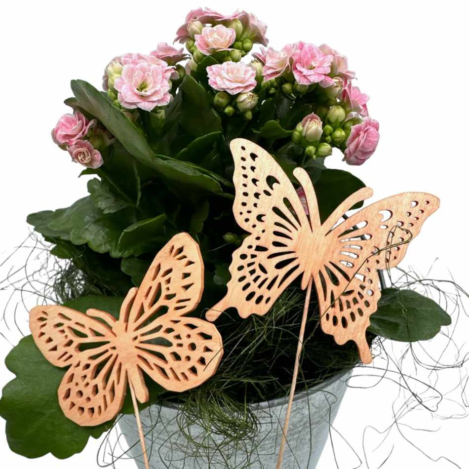 Fjärilar, Aprikos. 2 st olika.