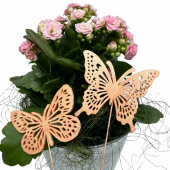 Fjärilar, Aprikos. 2 st olika. Fjärilar, Aprikos. 2 st olika.