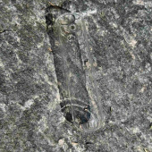 Provrör / Glasrör med uppghängningshål. 10 cm Provrör / Glasrör med uppghängningshål. 10 cm