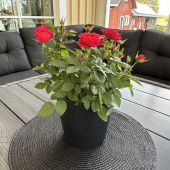 Kruka Svart 14 cm Kruka Svart 14 cm